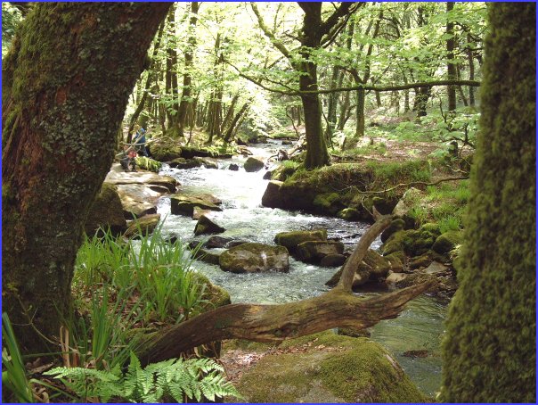 Golitha Falls