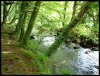 Golitha Falls