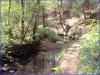 Gweek woods