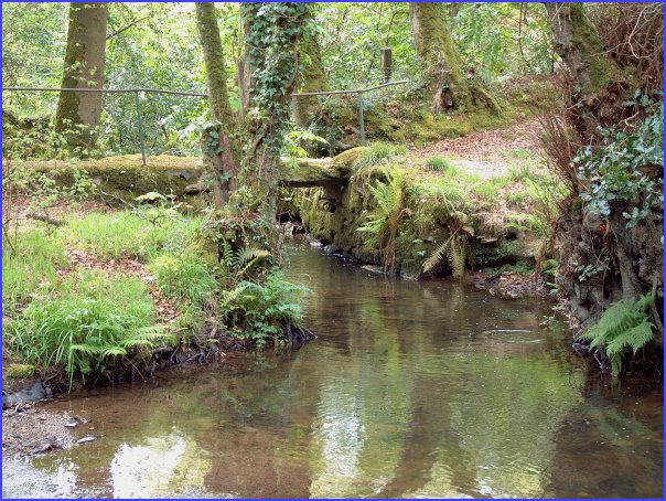 Gweek woods