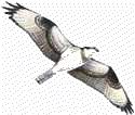 osprey2.gif (5980 bytes)