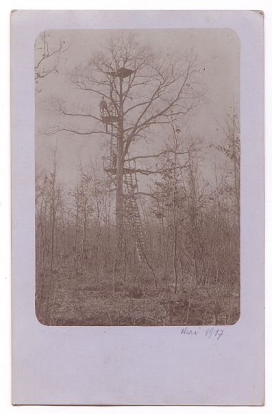 A look-out post. The trees are bare of leaves.  In the centre of the photo, a ladder snakes up around the trunk of a tall tree, providing access to three small platforms at different heights. Lookouts man the lower and middle platforms.  At the bottom of the card is written the date 'Mar 1917'.