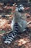 Ring Tailed Lemur (carrying baby)