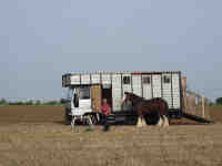 thumbnail link to - heavy horse beside its horsebox.
