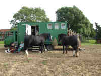 thumbnail link to - two more heavy horses and their mobile home.