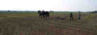 thumbnail link to - More heavy work for heavy horses.