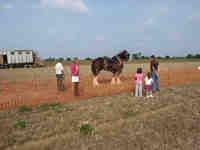 thumbnail link to - Big, or what? (Heavy horse)