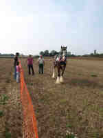 thumbnail link to - Another view of the heavy horse.
