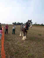 thumbnail link to - The nearer you get, thebigger he is. (Heavy horse)
