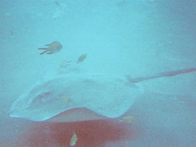 The ray returns