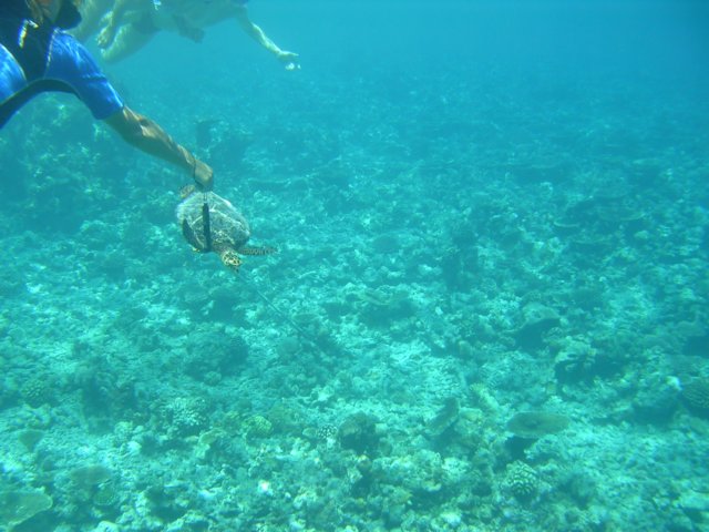 Photograph