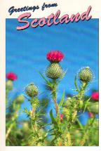 The Thistles of Scotland