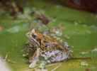 close up of frog sitting on lilly leaf
