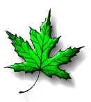 Maple leaf