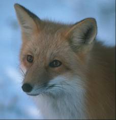 A Fox